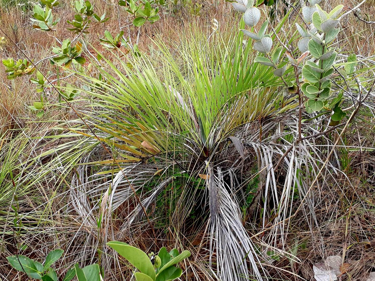 celsodolago's tweet photo. PLANTAS DO BRASIL
Butia archeri (Palmáceas), palmeira baixa colonial (forma populações pequenas).
de áreas de cerrado; rara;
o estipe (tronco) raramente chega a dois metros de altura.
Distribuição restrita a MG, GO e DF.
#Palmae #PalmeirasBrasileiras . https://t.co/17dWjTwSpX