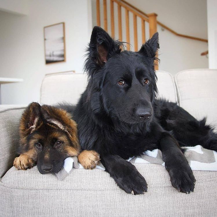 just_gsd's tweet photo. Two gorgeous pups! 🐶🐶 #germanshepherd https://t.co/gl68rOvSXE