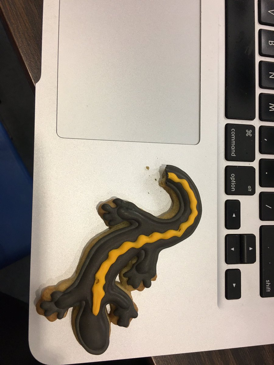 J.A. Lee-Yaw (@northernniches) on Twitter photo So proud of <a href="/sometimesimdan/">Dan Hunter</a> who successfully defended his MSc on the impacts of wildfire on amphibians and nailed it! First grad student through the lab gets the inaugural drink from the « soaker lab boot ». Also study system cookies! Best tail clip yet! So proud of <a href="/sometimesimdan/">Dan Hunter</a> who successfully defended his MSc on the impacts of wildfire on amphibians and nailed it! First grad student through the lab gets the inaugural drink from the « soaker lab boot ». Also study system cookies! Best tail clip yet!