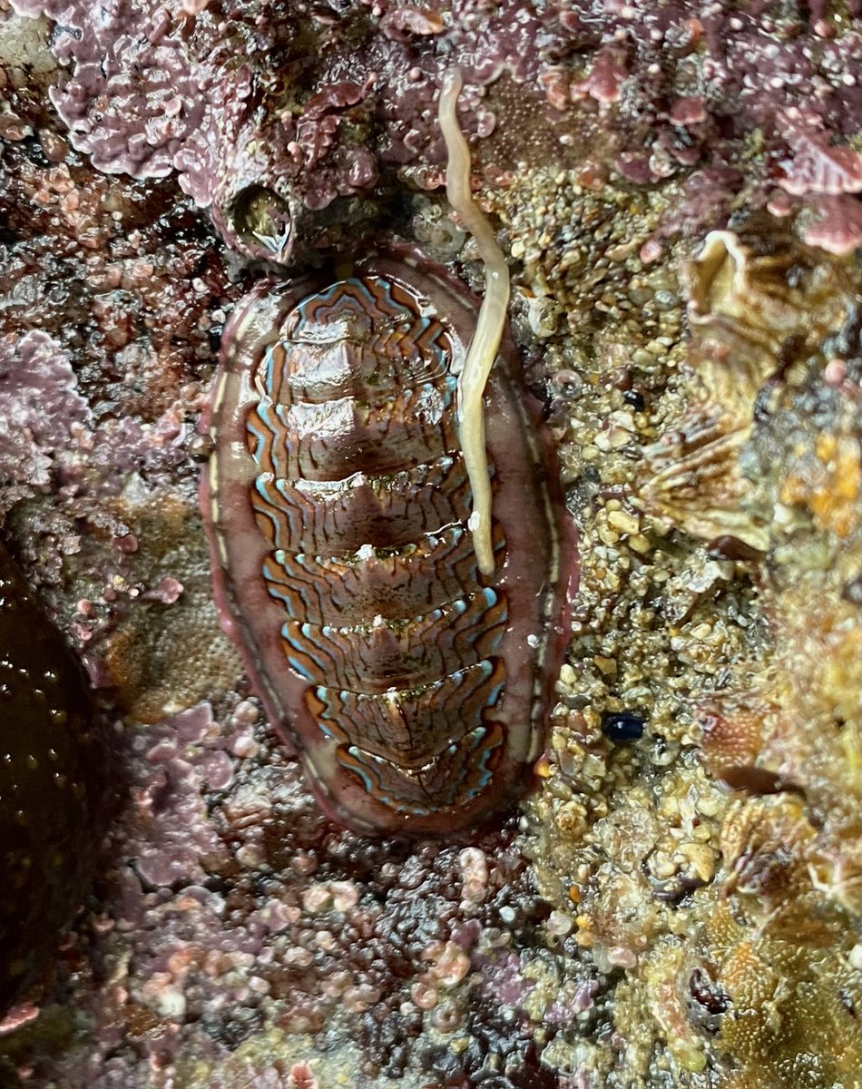 limpetsnews's tweet photo. Here are some fun tidepool finds this week from one of our LiMPETS staff members. Enjoy!
#limpetsmonitoring #montereybay #exploreyourcoast #tidepooling https://t.co/Gf8FZiuJwV