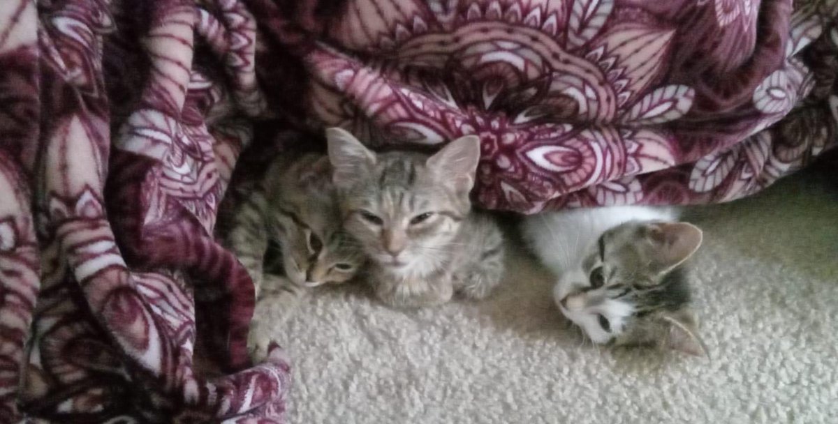 JollyReaper's tweet photo. @SantaDecides My three new kittens were playing under my blanket and fell asleep. https://t.co/I3nwswpPkx