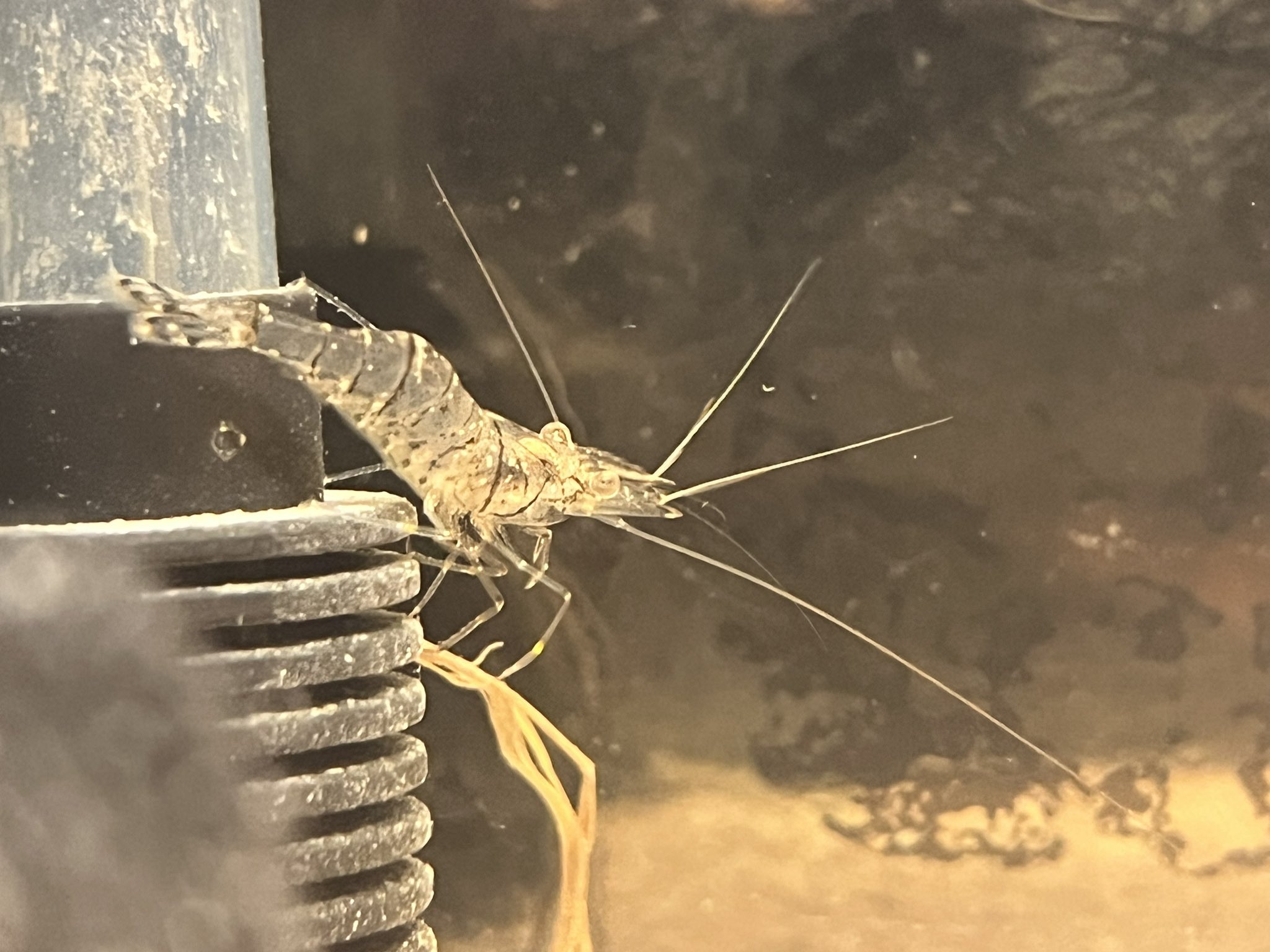 ラマシーザリガニ ๑ و Catemacoensis Twitter