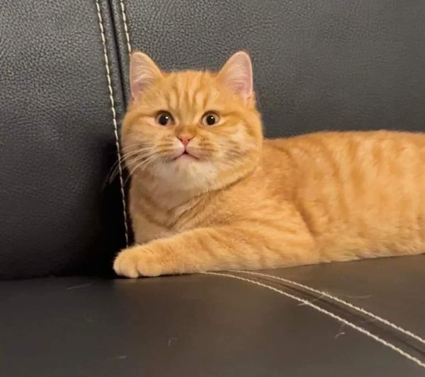 Take_Meow_Hand's tweet photo. 🥱 https://t.co/m0RmxOzp38