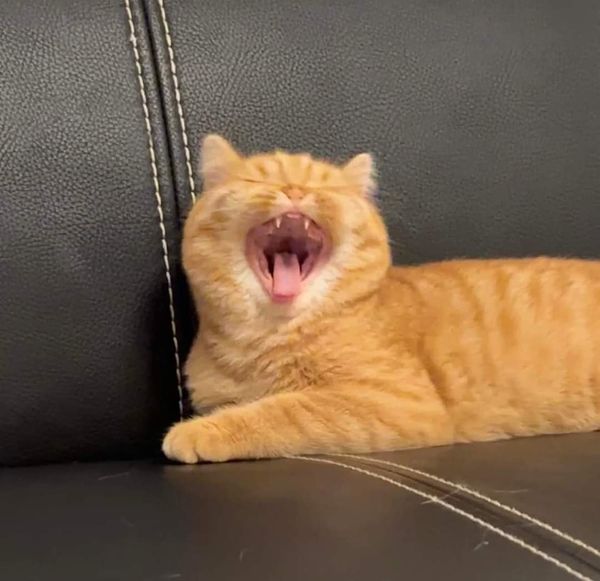 Take_Meow_Hand's tweet photo. 🥱 https://t.co/m0RmxOzp38