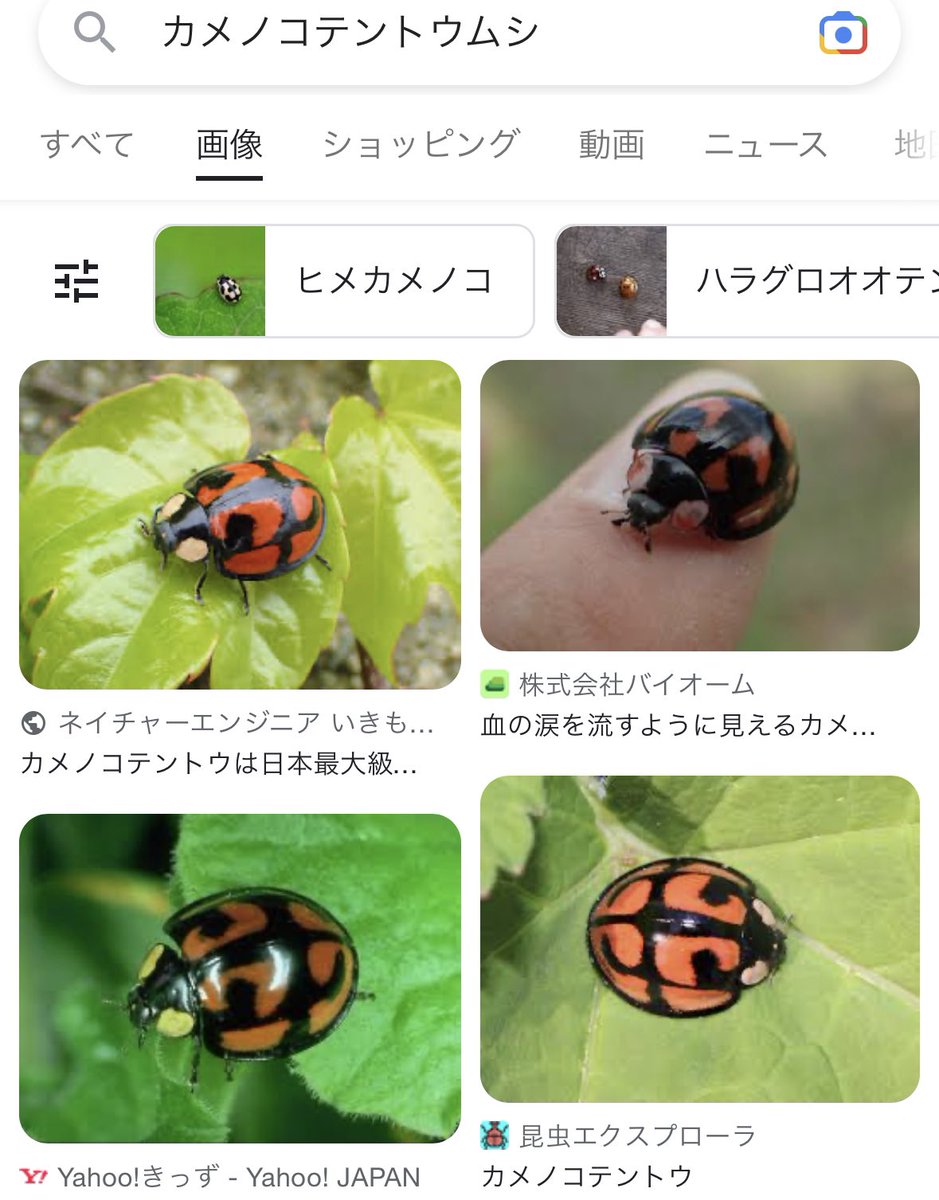 定率割引 往復 サンシャワーのてんとう虫模様の飛行体 絵画
