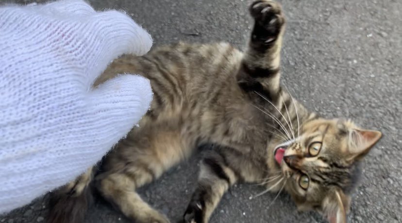 YouTubeを更新しました〜！！

「シャー」と威嚇する猫/cat act menacingly
youtu.be/hNwDb3fCrJc

#cat #野良猫　#猫　#猫好きさんと繋がりたい
#straycat