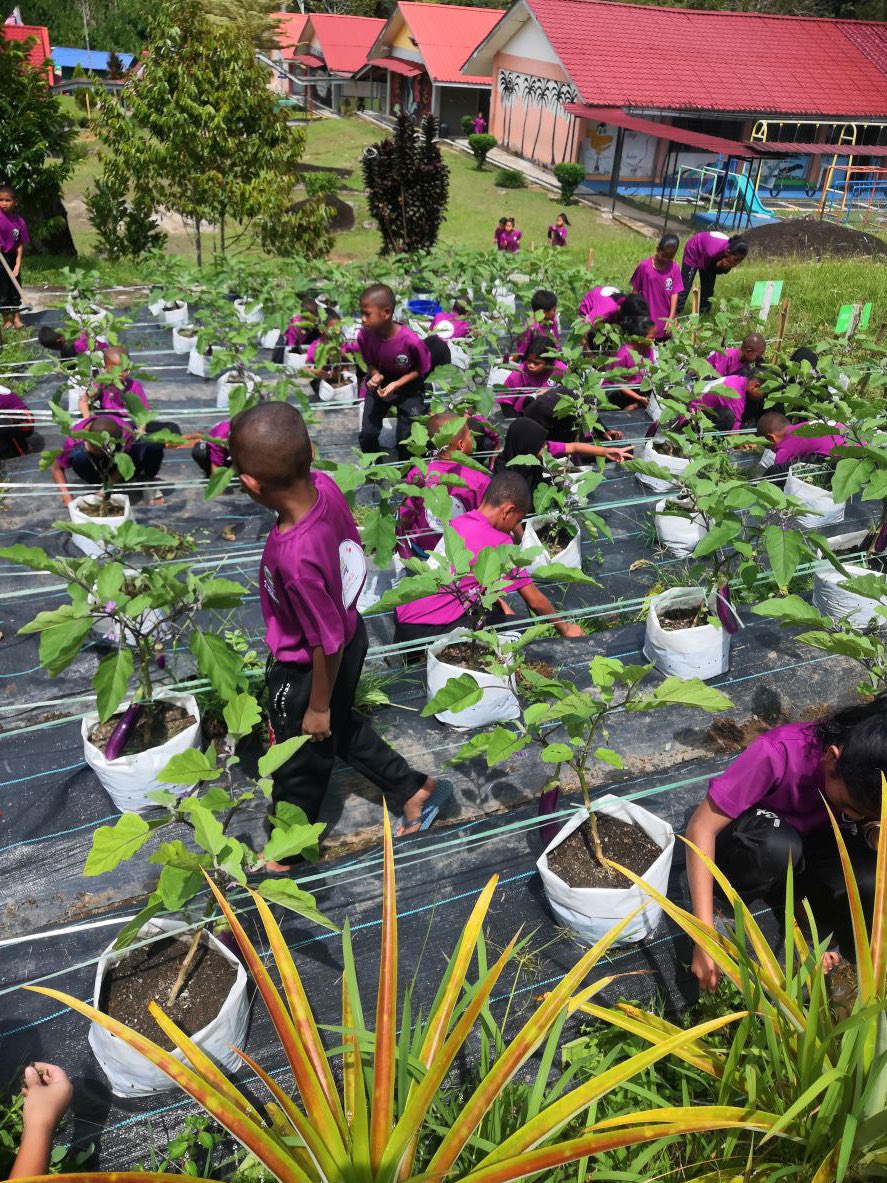 bungolale's tweet photo. Hasil projek tanaman terung anak-anak asrama yang dituai hari ini. 🍆 https://t.co/30PUJKEyUR