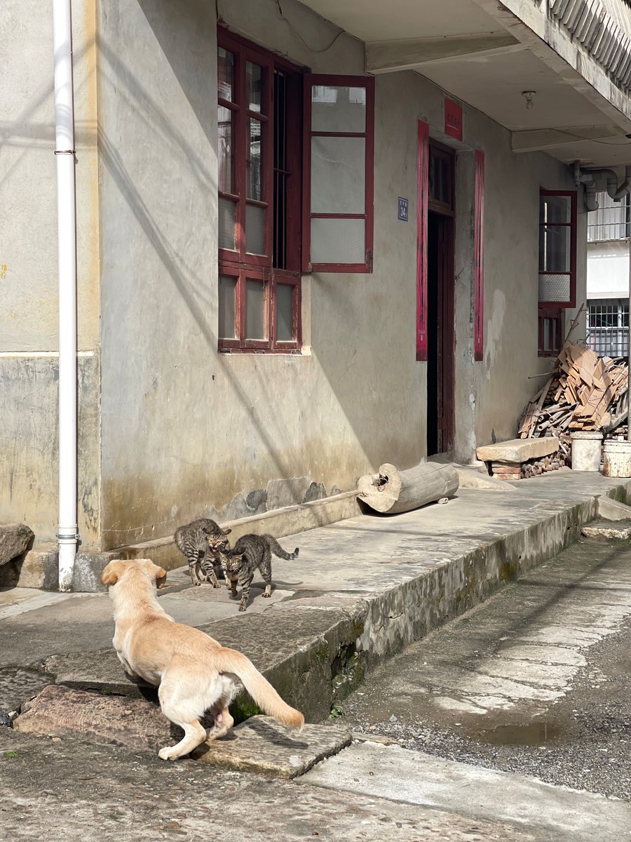 猫狗大战一触即发
