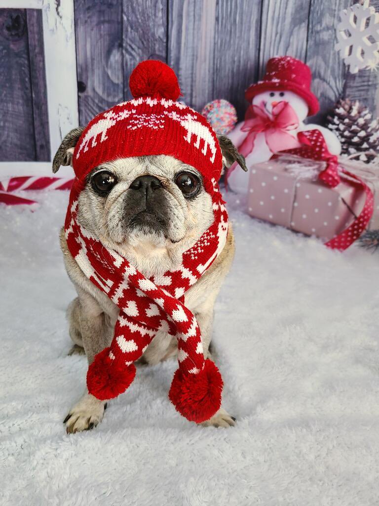 Philadoptables's tweet photo. Baby it’s cold outside! #dogsoftwitter #DogsOnTwitter #pugsoftwitter #smushy #bundleup #pups #dogstyle #dogsofwinter https://t.co/bAnLdig6ki