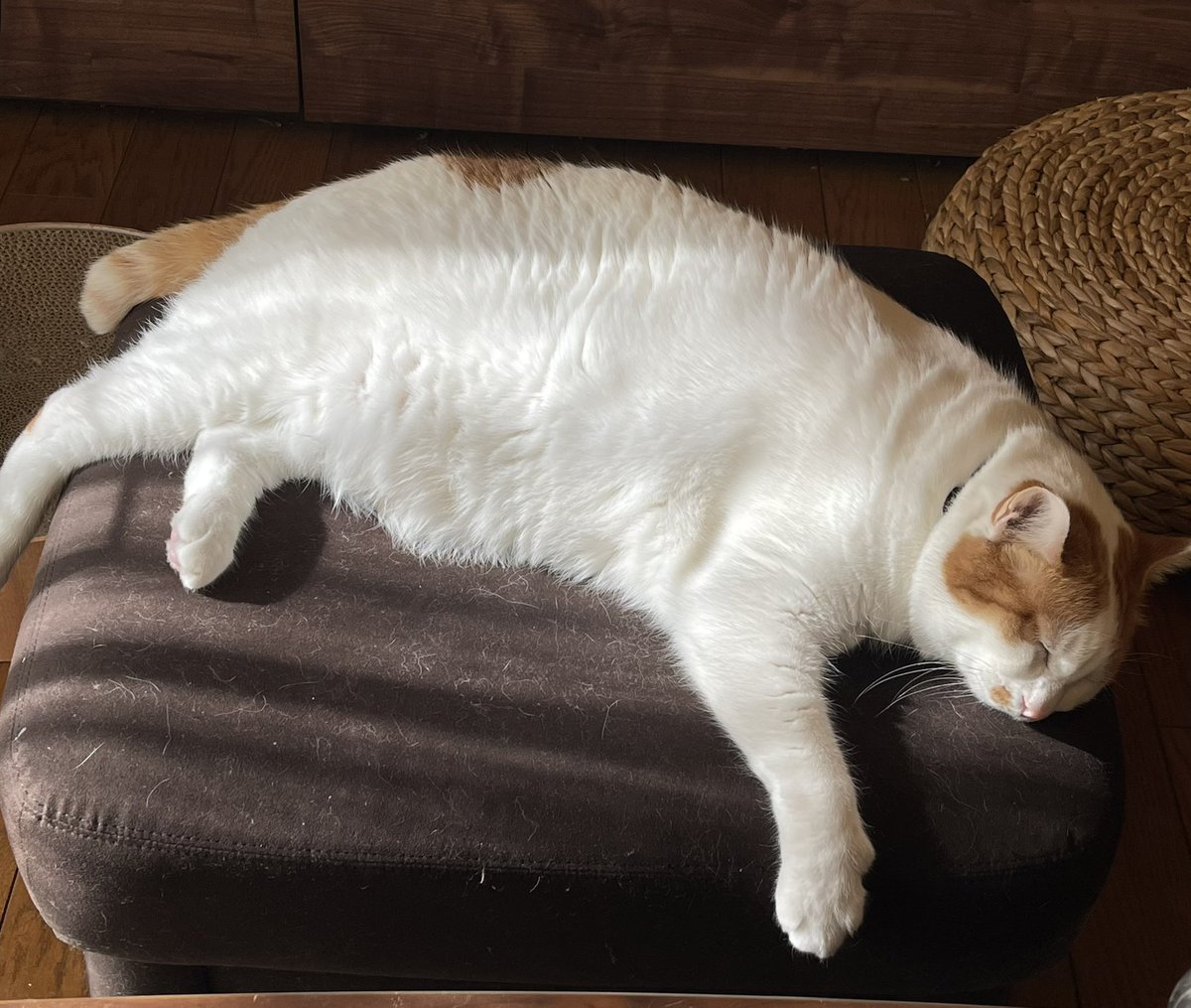 新発売の 羊毛フェルト サービス オーダー猫 みー様専用 ケン!様専用