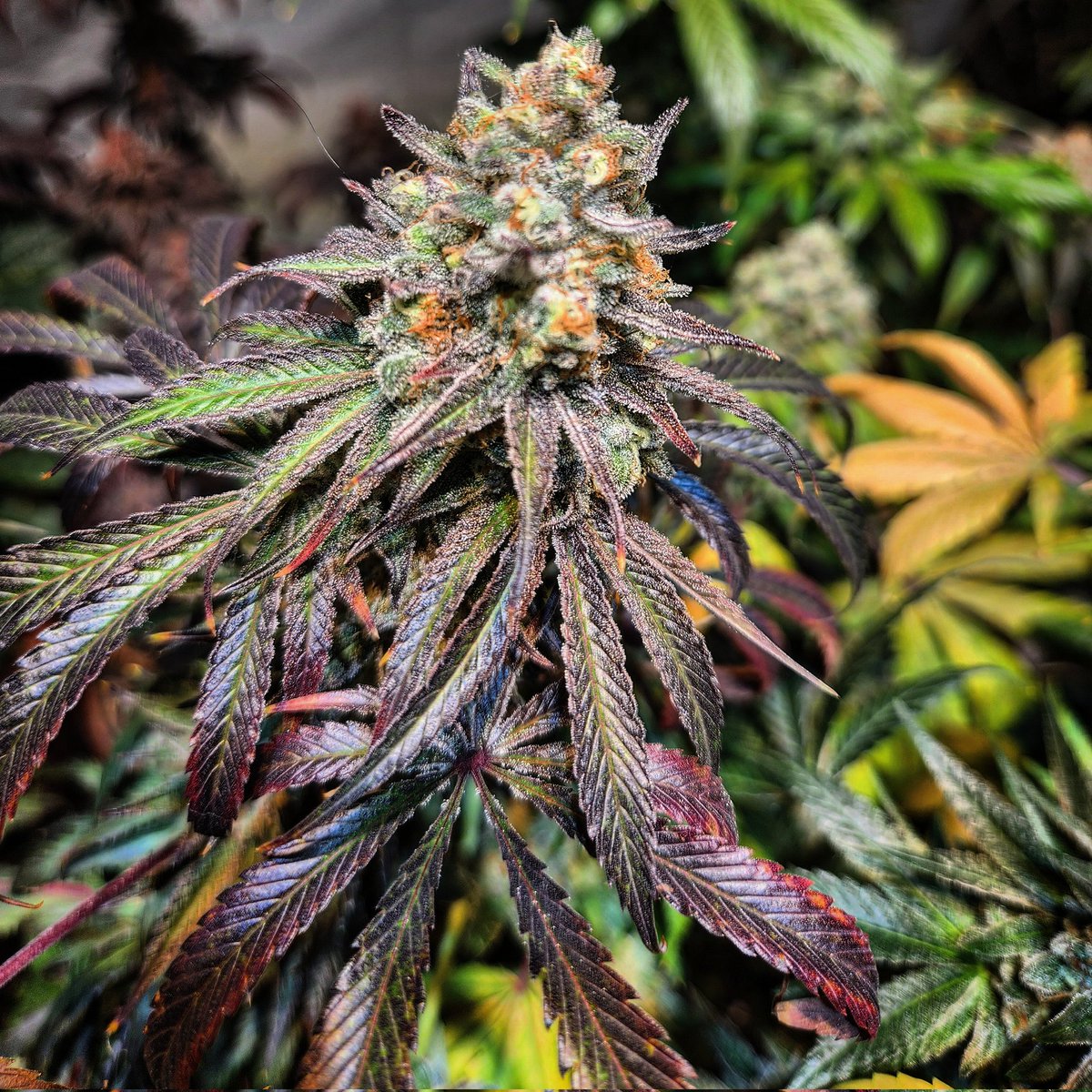 This is pheno 3 of #ogkb2point1ix x #rozezzkittles. Day 61 of flower and almost ready to chop.

 #cannabis #growcannabis #cannabisseeds #cbd #growyourowncannabis #cannabisgrower #growyourown #medicalmarijuana #medicalcannabis #indica #sativa #cannabiscommunity #growweed