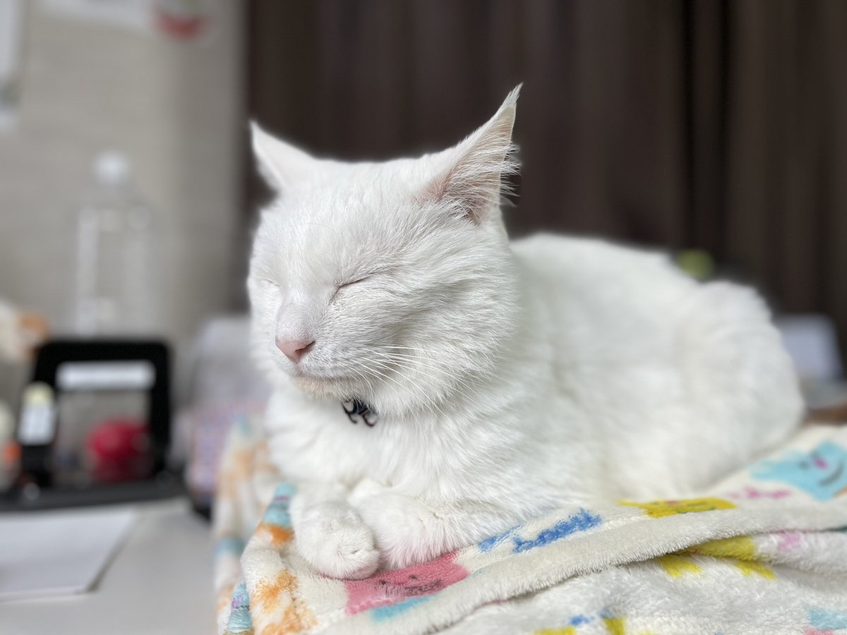 usagiya11's tweet photo. 机の上でスヤスヤの三郎助くん♥
ちょっと失礼。
腕を枕にされました💦

#ねこのいる事務所
#ねこのいる暮らし
#しろねこ
#保護ねこ
#うでまくら https://t.co/WrPPwM6guW