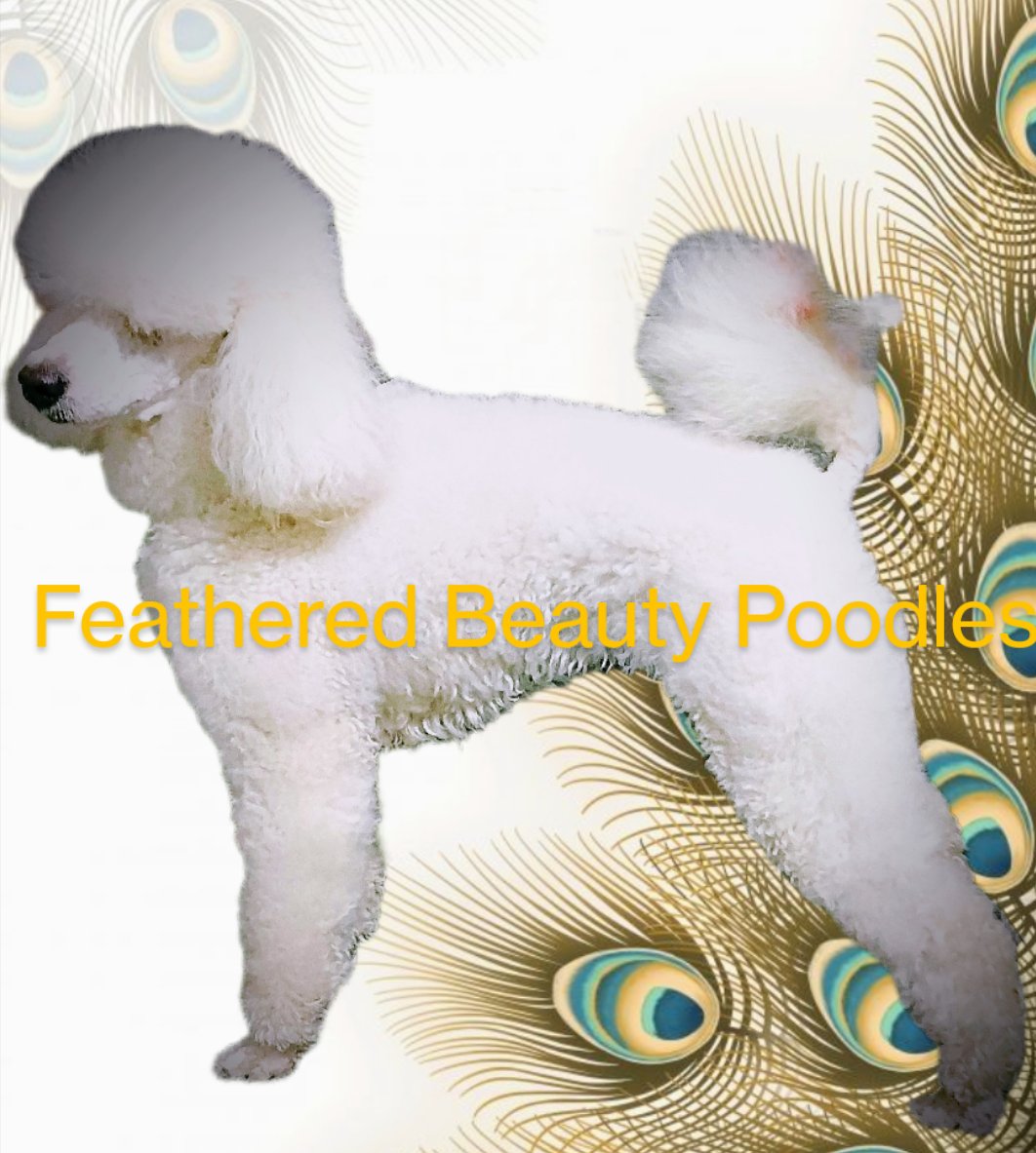 Elizabethcook08's tweet photo. AKC TRICOLOR AND PARTIS MINI POODLES are in the very near future!! We will be breeding in February!! Hurry and get on the waiting list. Deposits hold your puppy 
https://t.co/ANuVEtQJUV https://t.co/OAeZMH4V95