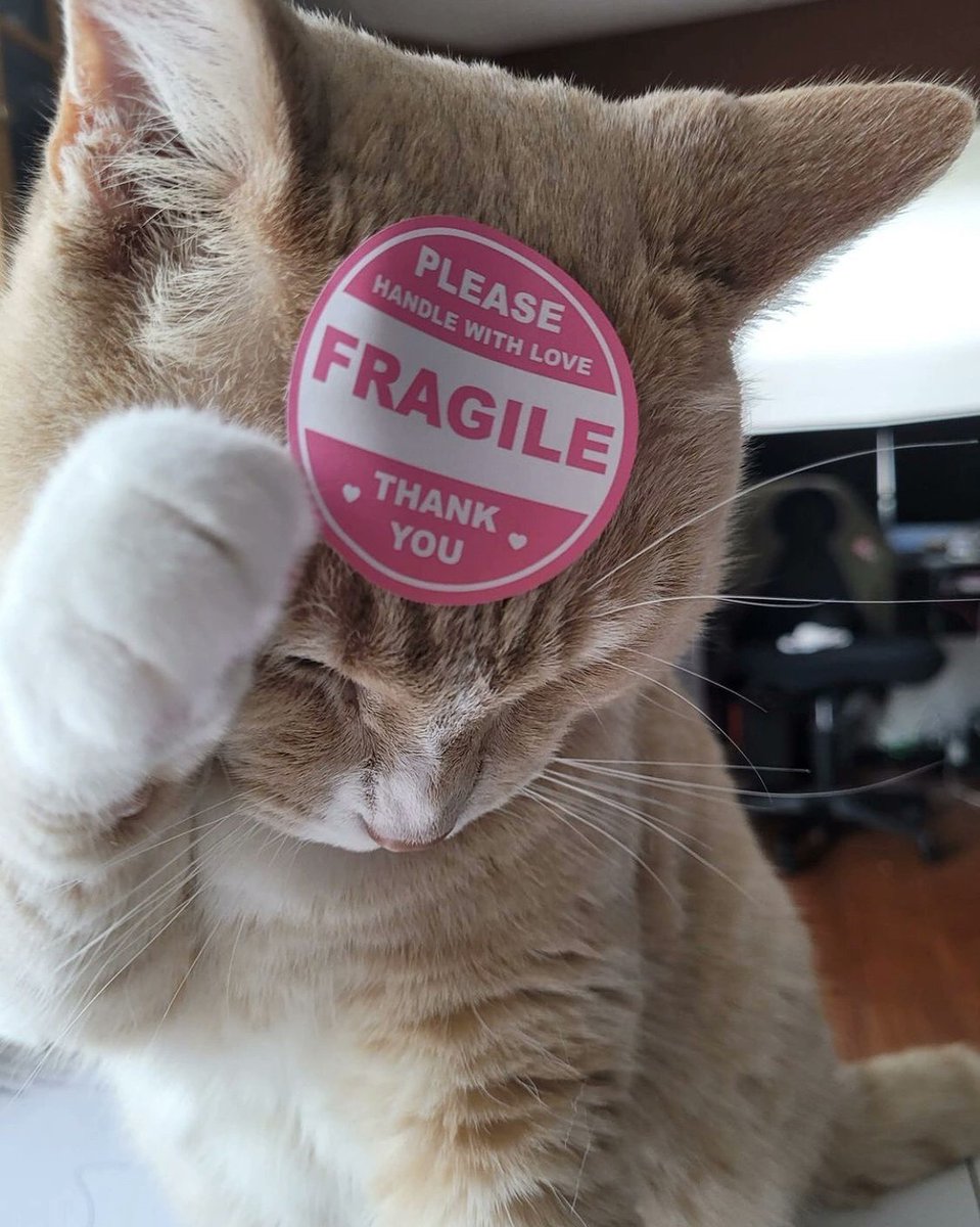 Todo Dia Gatinhos 🐾 (@tododiagatinhos) on Twitter photo 