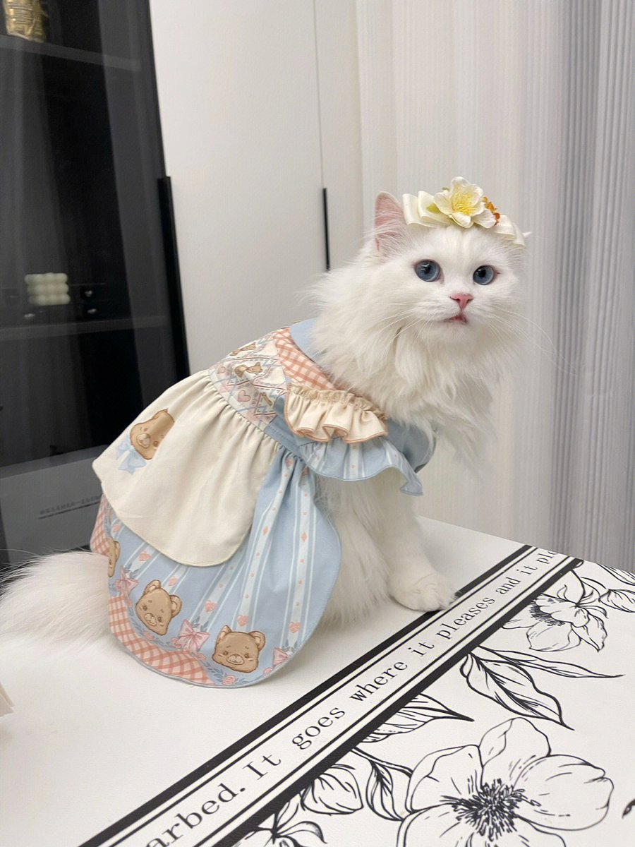 高貴で神秘的で、可愛くて、たまに象徴的な伸びをして、たまに低い吟を出して、癒し系の少女のようです。🥱☺