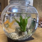 ツイートに含まれる画像