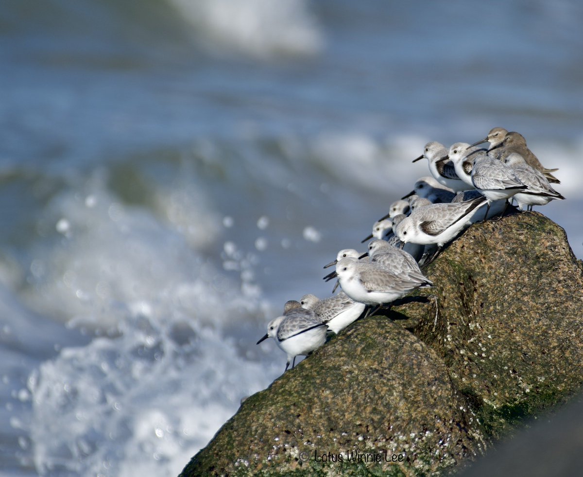 lotuswinnielee's tweet photo. Chillin with Friends, on a Sunday afternoon at Jones Beach on Long Island 12/4/2022. #sanderlings #dunlins #chillinwithfriends #birdwatching #wildlife #wildlifephotography https://t.co/h4wj16nSK8