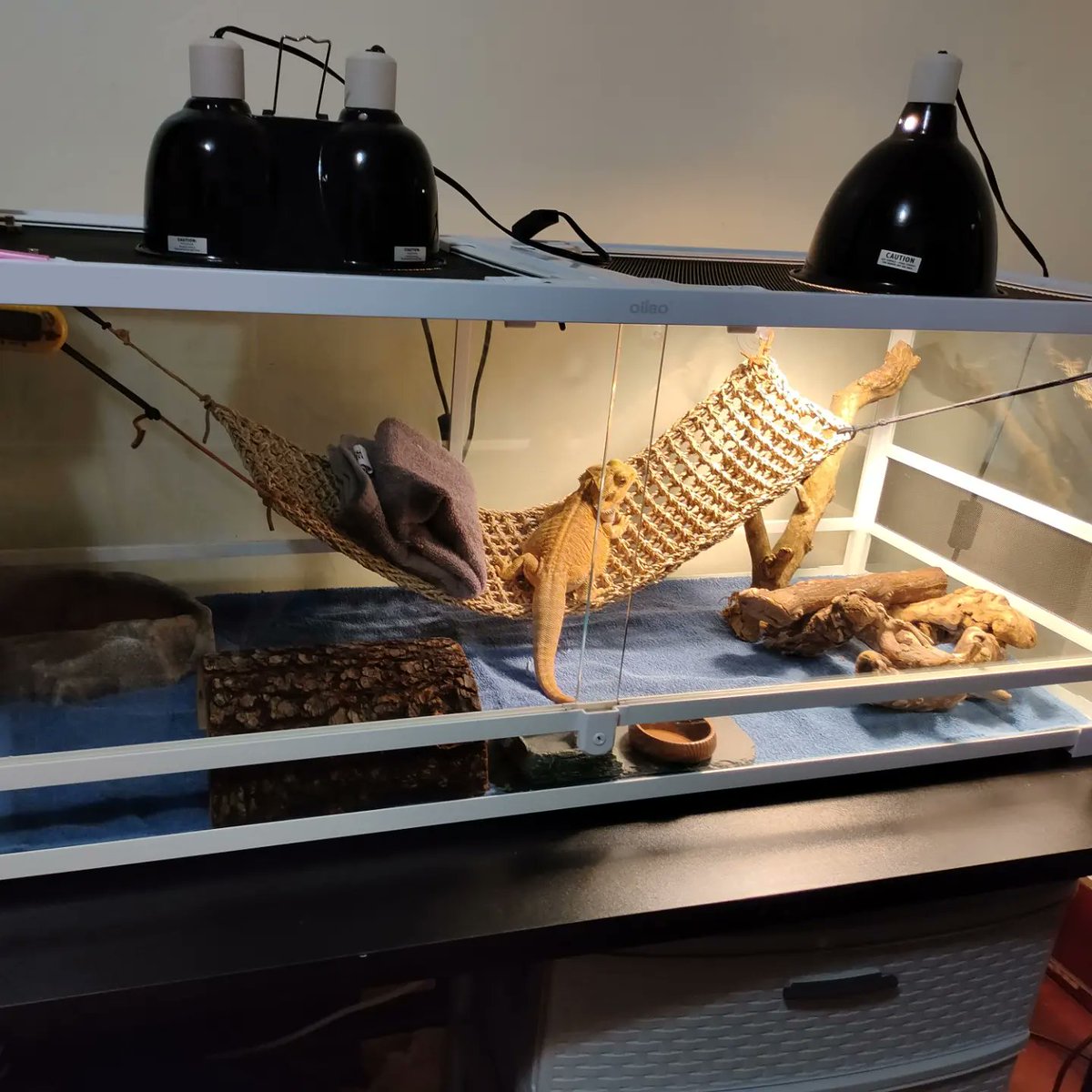 LotusEroza's tweet photo. I had cleaned up my beardie's enclosure. The substrate is only temporary. Anyways, check out my Instagram at LorrainneRose and at DracotheChunkie. I post stuff every so often.

#beardeddragon #beardie #dragon https://t.co/C3wQ9mUAOp