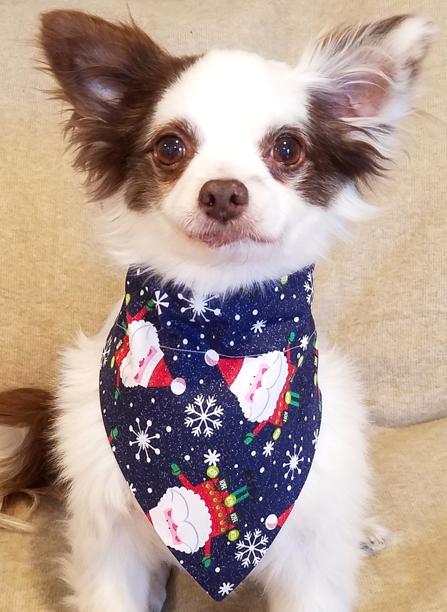 CharliePawsUp's tweet photo. Which one yoo like better?
Sparkly Santa or Gingerbread Cookies?
Hooray!! Yoo don't haz to choose!
🎉ALL 12 Holiday Bandanas
HALF PRICE for 1 DAY ONLY, WED Dec 7!!🎄
*Store Link In Profile
MIDNIGHT PST thru 11:59pm PST on 12/7!
Please RETWEET!😁♥️🐶
#dogsoftwitter #DogsofTwittter https://t.co/zM9fjvTUIp