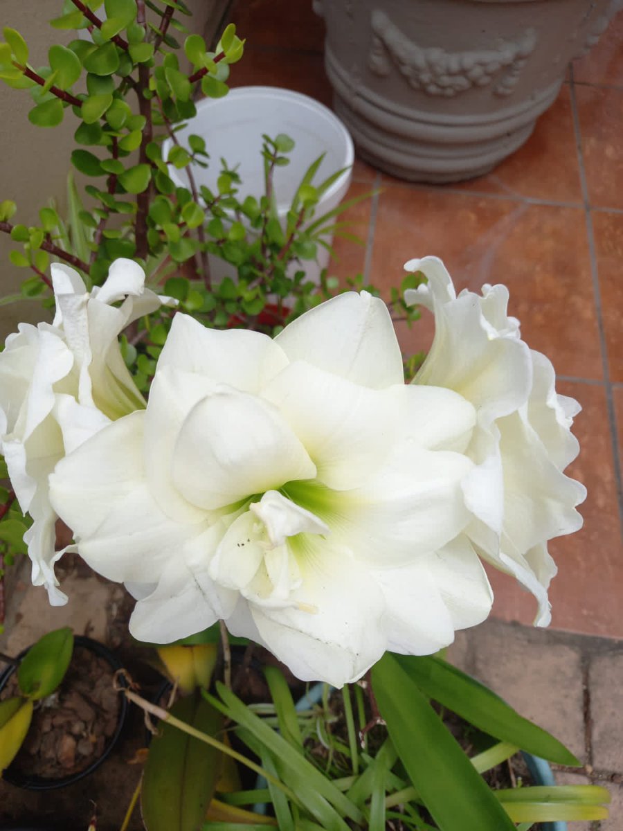 info4u2use's tweet image. Search Engine Optimization is an awfully complex task that many mis interpret coz they here stuff and neglect to do some back ground reading. I highlight the impacts of #StringsNotThings and the integration of your social media actions with your #OnineContent