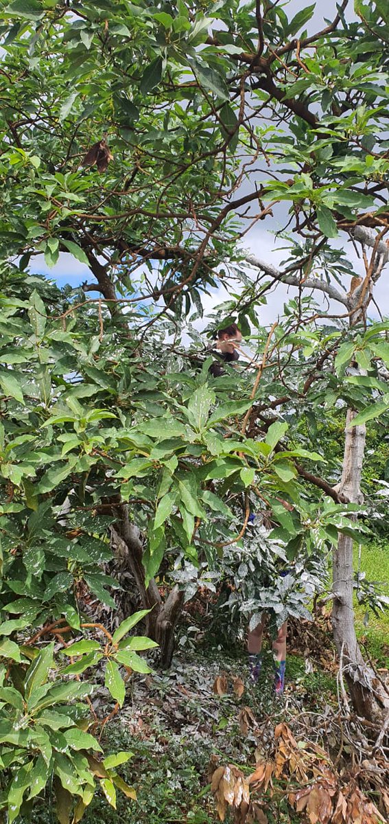 Jhart247's tweet photo. Field work often involves becoming one with nature 🥑🌳🌿😂
@JoubertMelissa @Fabiteam1 #avocado #avocadoresearch #avocadoresearchprogramme #plantpathology #research #Science https://t.co/UijUB4u2vi