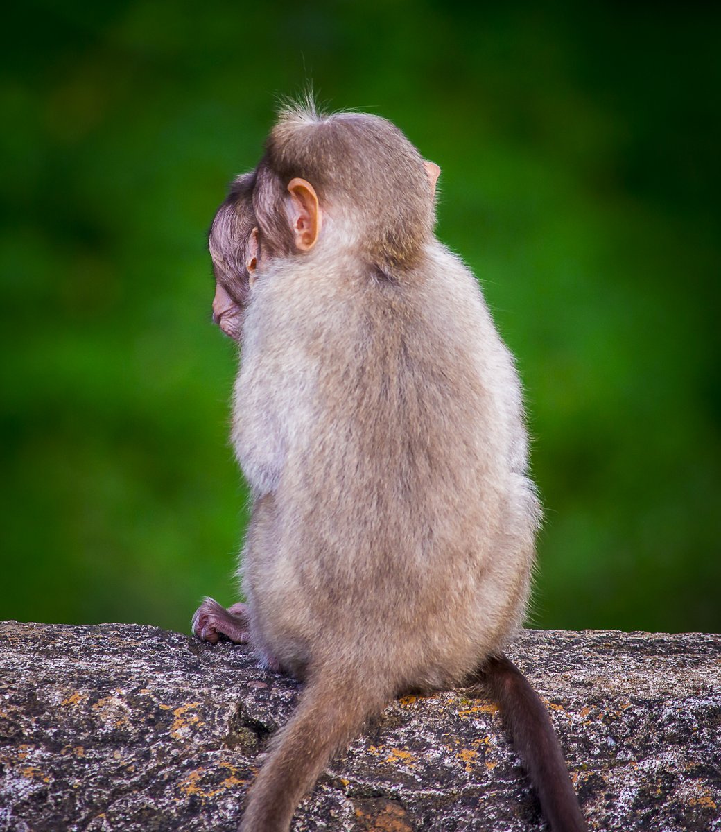 LightRaysPhoto1's tweet photo. For #wednsedaywisdom "World is filled with 90% good things but we r too concerned about d rest percent where we forget to find it"-pavan prasad
#IndiAves 
#ThePhotoHour 
@ThePhotoHour
@ErikSolheim
@KatanaHugo
@ParveenKaswan
@NatGeo
@BBCEarth
@IndiAves
@KarnatakaWorld
@Canon_India https://t.co/Qt0YsdGCBe