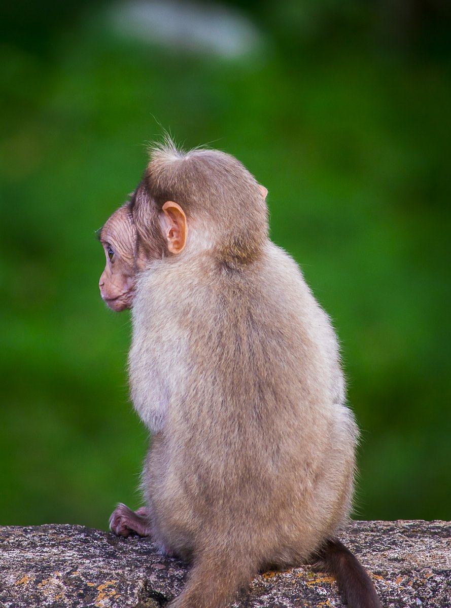 LightRaysPhoto1's tweet photo. For #wednsedaywisdom "World is filled with 90% good things but we r too concerned about d rest percent where we forget to find it"-pavan prasad
#IndiAves 
#ThePhotoHour 
@ThePhotoHour
@ErikSolheim
@KatanaHugo
@ParveenKaswan
@NatGeo
@BBCEarth
@IndiAves
@KarnatakaWorld
@Canon_India https://t.co/Qt0YsdGCBe