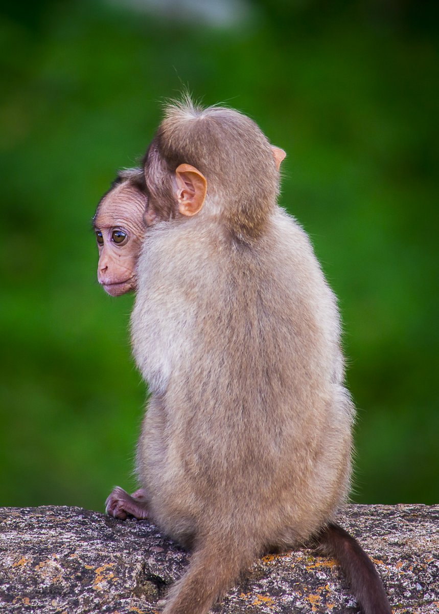 LightRaysPhoto1's tweet photo. For #wednsedaywisdom "World is filled with 90% good things but we r too concerned about d rest percent where we forget to find it"-pavan prasad
#IndiAves 
#ThePhotoHour 
@ThePhotoHour
@ErikSolheim
@KatanaHugo
@ParveenKaswan
@NatGeo
@BBCEarth
@IndiAves
@KarnatakaWorld
@Canon_India https://t.co/Qt0YsdGCBe