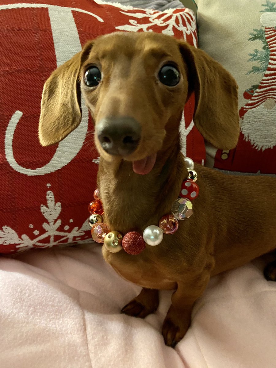 FigWorld's tweet photo. Fig is modeling @FindingShelterA new bling for sale! New beaded dog collars are $20 each! #DogsofTwittter #dachshund #rescuedog https://t.co/OVMthj8o58