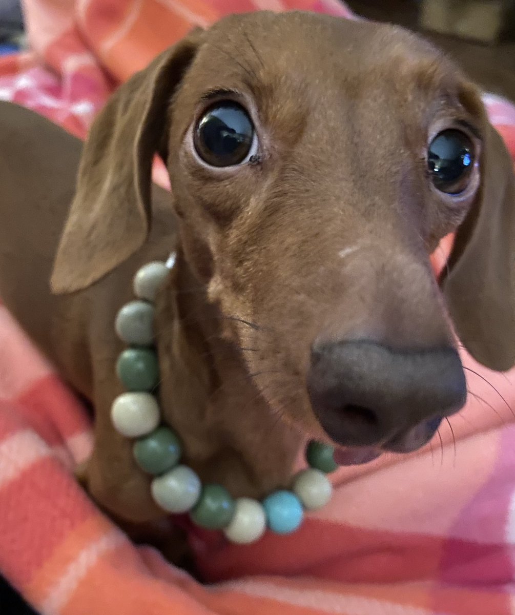 FigWorld's tweet photo. Fig is modeling @FindingShelterA new bling for sale! New beaded dog collars are $20 each! #DogsofTwittter #dachshund #rescuedog https://t.co/OVMthj8o58