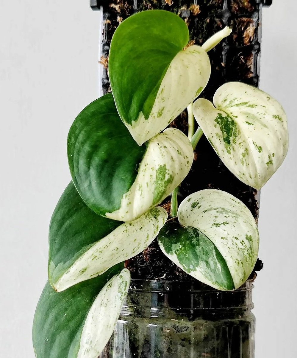 The jadesatin super white... You could only tell if you have both

#scindapsus
#rareplants