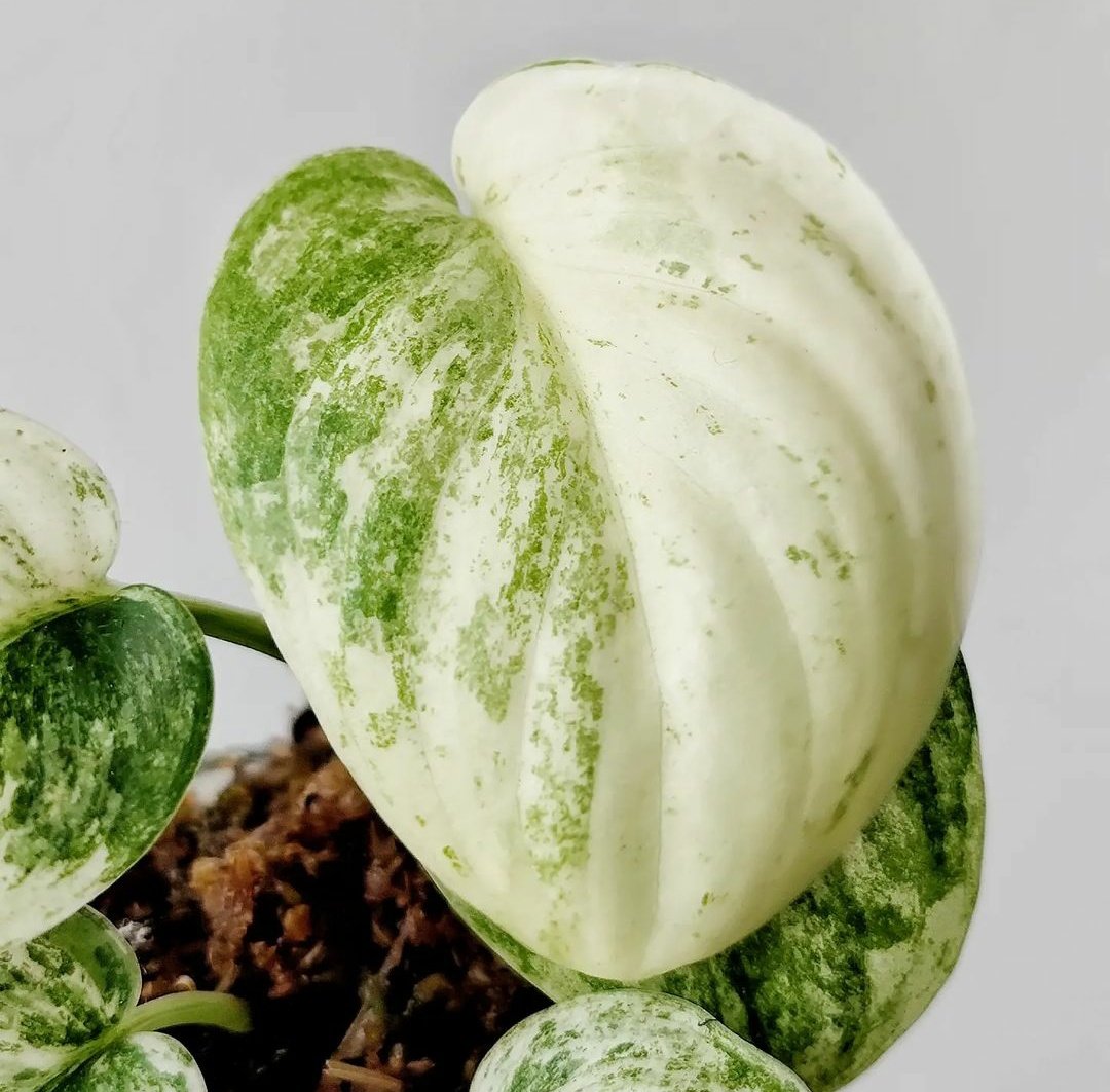 Jadesatin super white

#scindapsus
#scindapsusworld
#scindapsusexoticavariegata
#scindapsusexoticavariegated #scindapsusexoticamayari