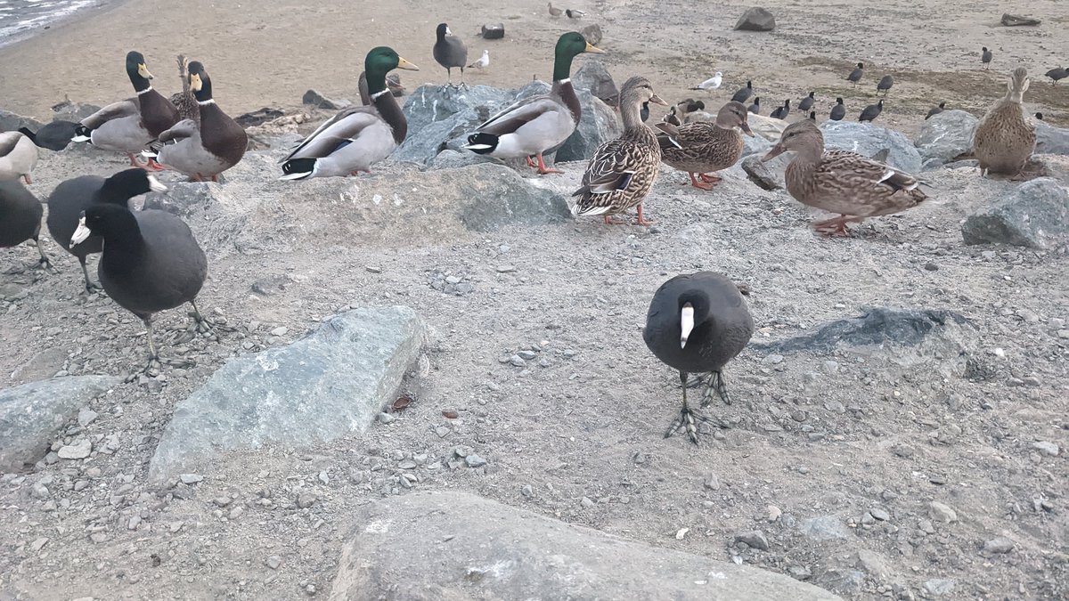 JosephCorredor1's tweet photo. Post workout break, Nature! ππ¦
#Natureishealing #Natureiscalming #Natureisnice #NaturePositive #NatureBeauty #BirdsOfTwitter #Wildlife #Afternoondelight #Mentalhealth #stressrelief #SanDiegoBay #SanDiego #California https://t.co/xjRcrNIPpP