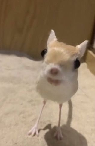 just watched my friend spend on $300 on scara