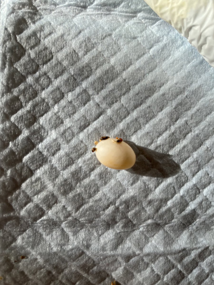 お部屋の掃除をしていたら、たまご産んでいました。
巣もないのに‥