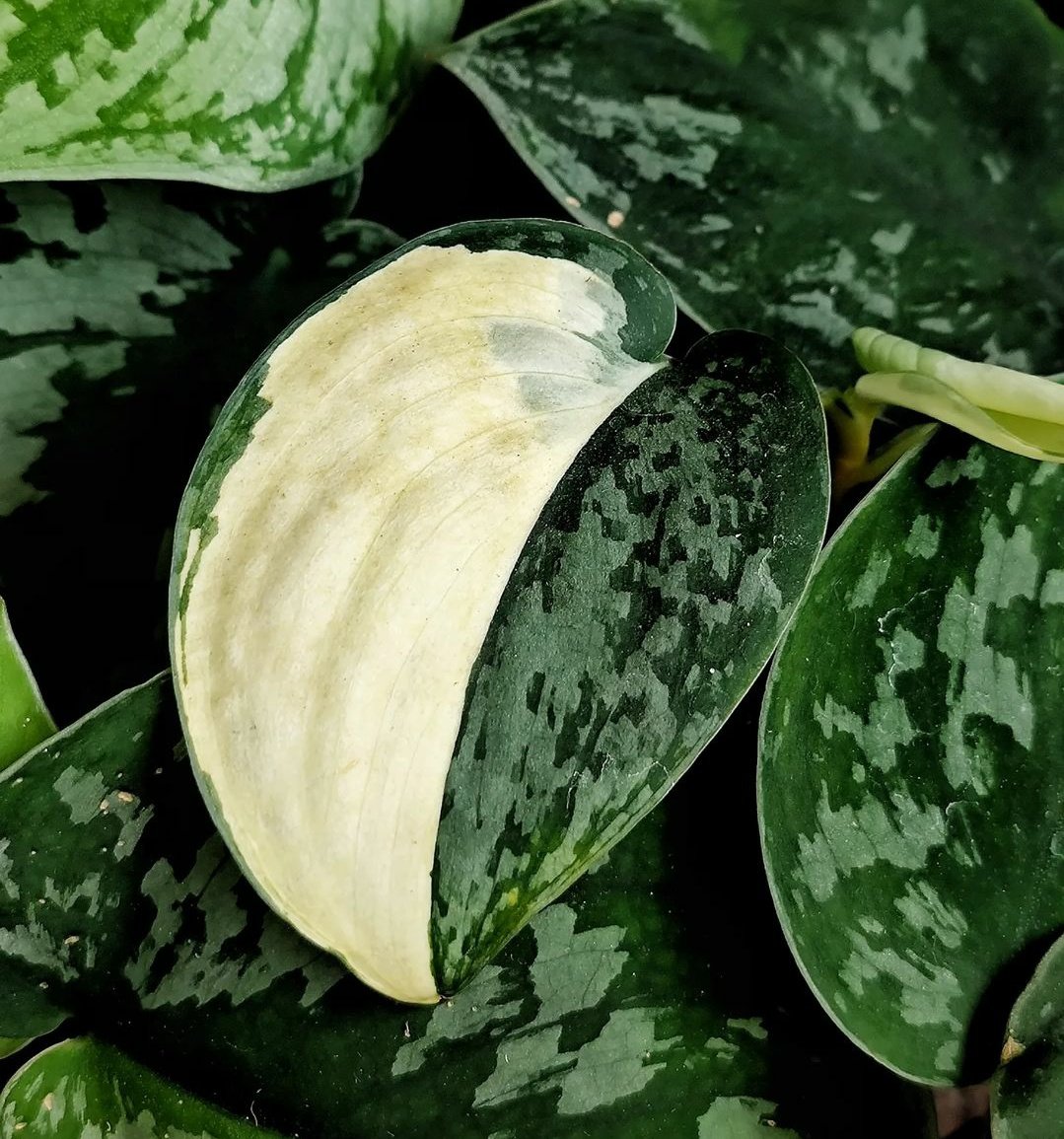 Exotica albo (mayari)