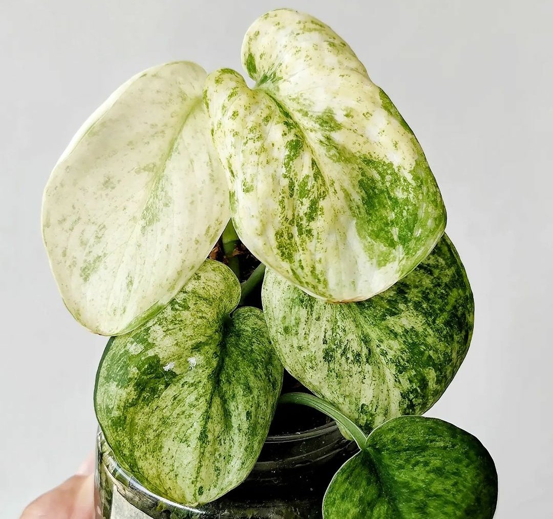 Mutation from a jadesatin MINT

#scindapsus
#scindapsuskeraton
#scindapsusbaticon
#scindapsusworld #scindapsusexoticavariegata #scindansusexoticavariegated