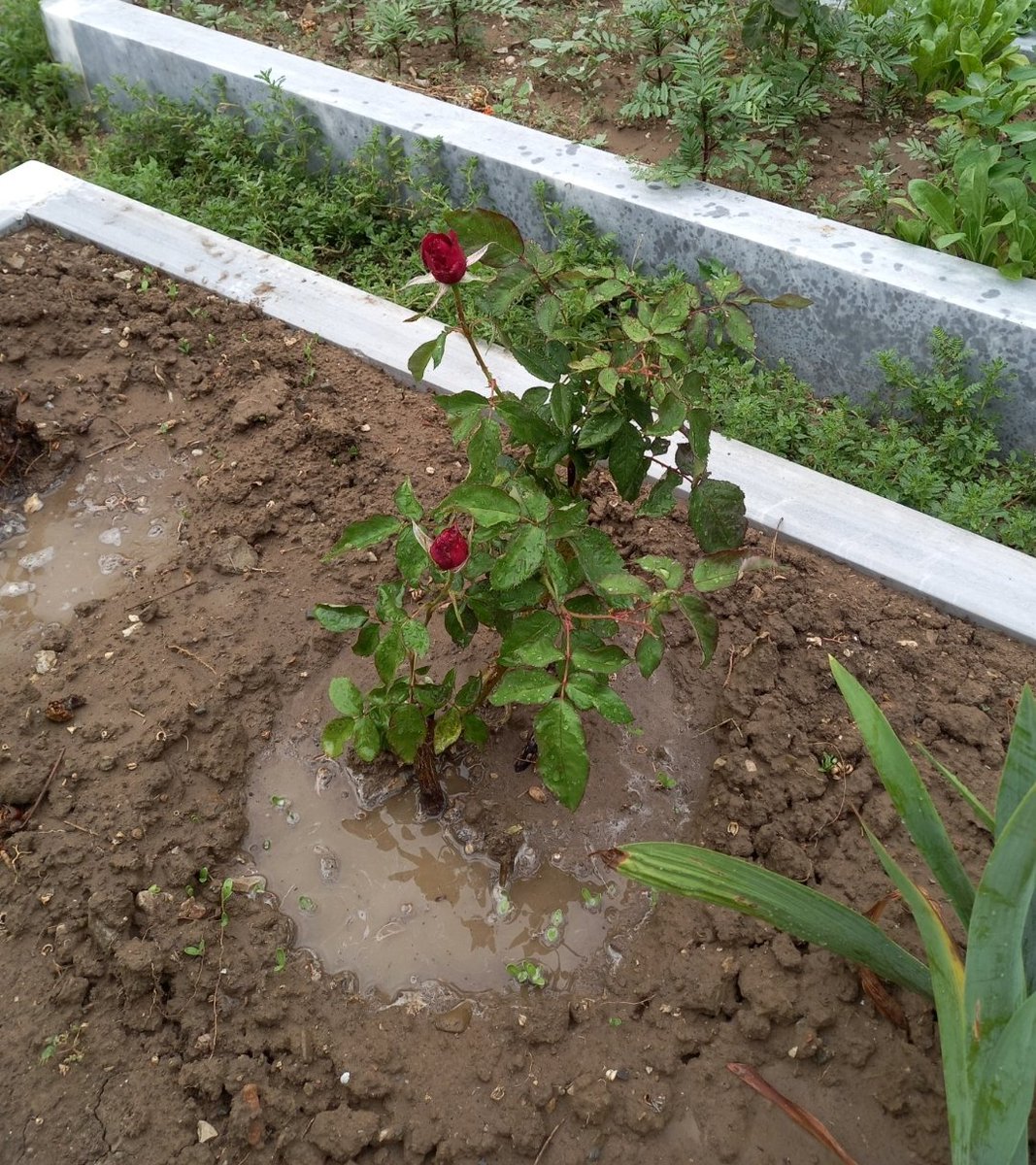 Bu dünyada bitmeyecek bi ayrılığa maruzsanız ve gönlünüz her an onun yokluğu ile bi kuş gibi çırpınıp duruyorsa, 
sen de daima "o gelemez ama sen gideceksin,sabret,bak ömür hızlıca akıyor,o rahat,çilesi bitti.."gibi der durursun da bazen,işte bazen hiçbir şey kâr etmez,ille o😭