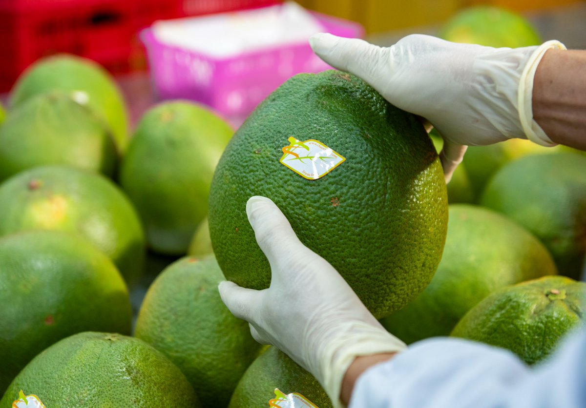 VN’s first batch of pomelos was exported to the US by Chanh Thu JSC - one of the women &amp; youth-owned businesses assisted by <a href="/GQSPvietnam/">GQSP Vietnam</a> and <a href="/MPTFOffice/">UN Multi-Partner Trust Fund Office</a> in collaboration with MARD in enhancing innovation &amp; technology application and #standardscompliance.
shorturl.at/glCLM