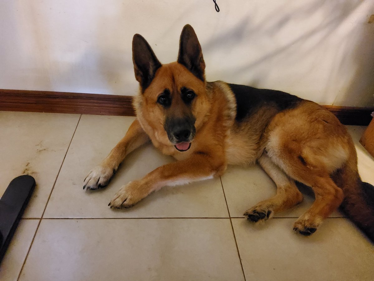 Alonso Chaves (@alochaveskail) on Twitter photo After years of begging my family finally allowed me to get a dog 6 years ago thanks to your Benny videos, we wanted a small one like Benny but it didn't went as planned. I love my Robbie he works with me and I owe him a lot as well. #ThanksBenny <a href="/maximilian_/">Maximilian Dood</a> & @pbandjaejae After years of begging my family finally allowed me to get a dog 6 years ago thanks to your Benny videos, we wanted a small one like Benny but it didn't went as planned. I love my Robbie he works with me and I owe him a lot as well. #ThanksBenny <a href="/maximilian_/">Maximilian Dood</a> & @pbandjaejae
