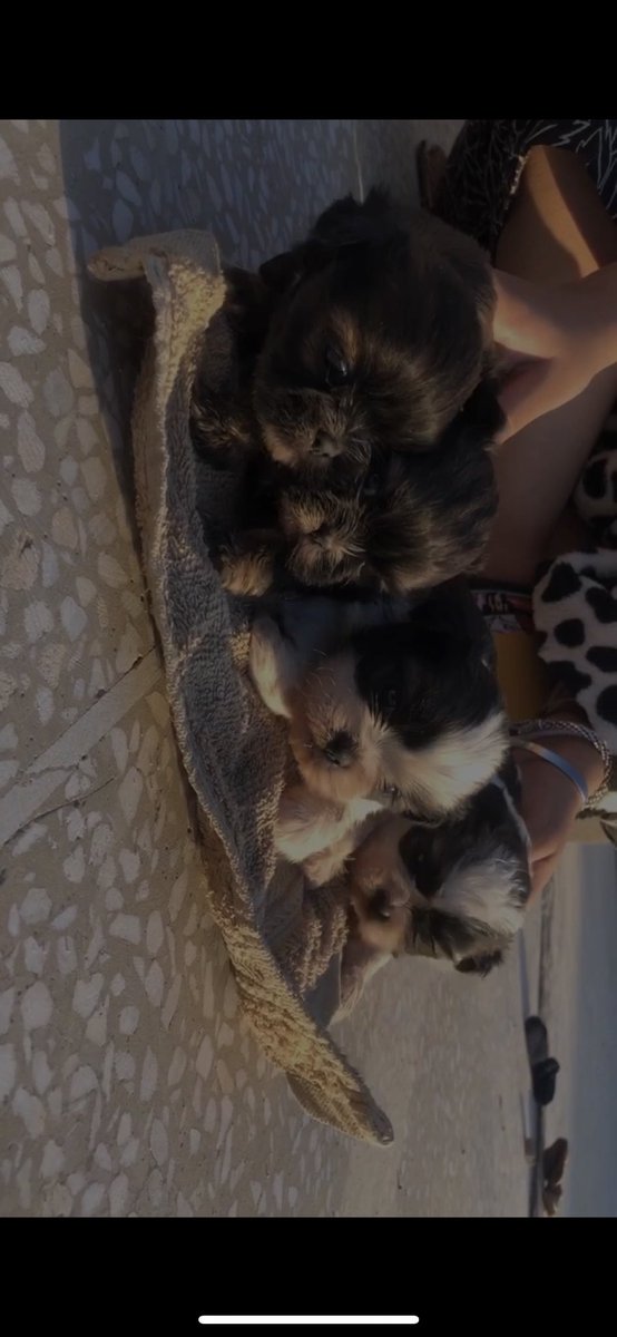 Anayaaaa____'s tweet photo. They’ve grown sm 😭 https://t.co/5O0JCWVWrw