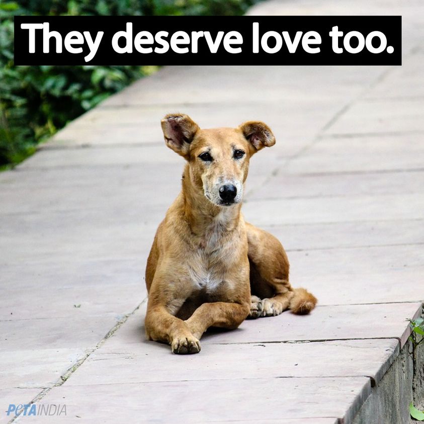 PETA India on Twitter "Buying dogs from breeders or pet stores kills