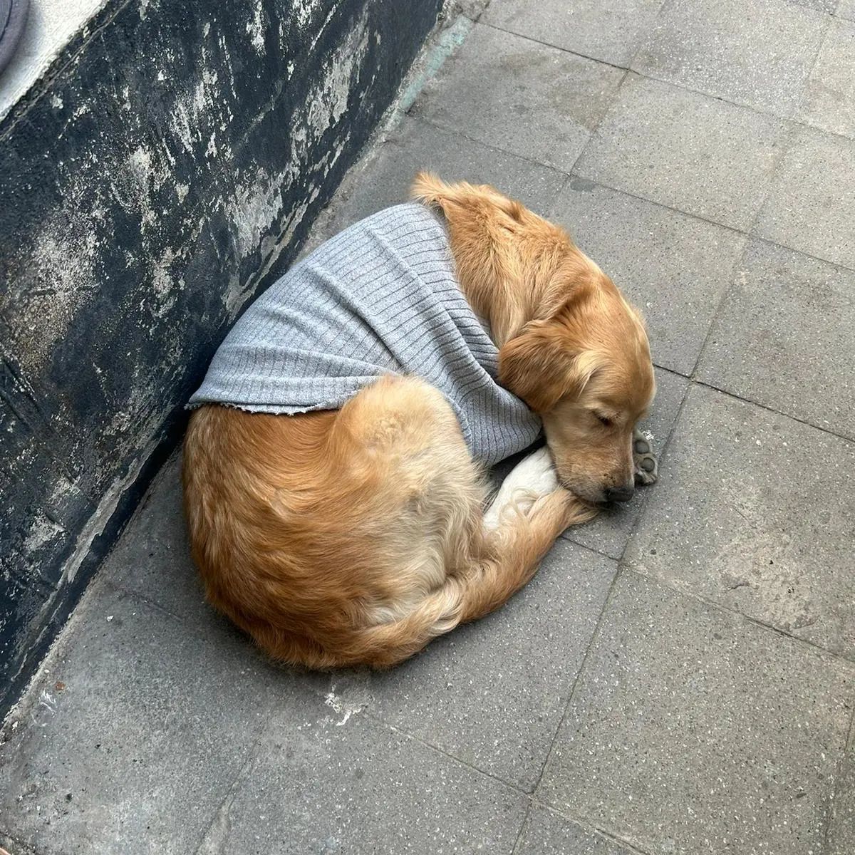 Revami bu, cocuklarin yasadiklari ? Bebekken parayla alip 3 yil sonra sokaga cop gibi birakmislar. 4 gundur sokakta . Titredigini goren esnaf , kazak giydirmis ama sicak ev ortamina alismis bu cocuk nadil yasiyacak. Gece sokakta nasil koruyabilecek kendini? . 
IZMIR 05413535775