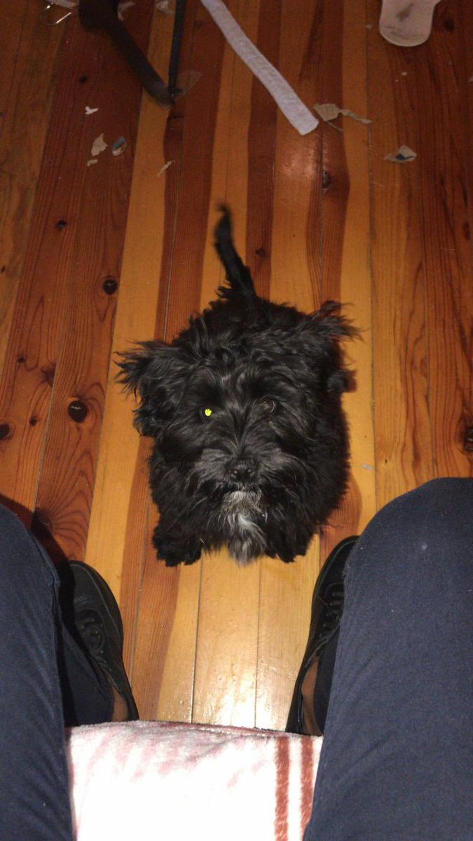 Ailesi tarafından Bursada barınağa bırakıldı
Yalvardık geri aldılar 1 hafta süre verdiler.
Şuan bahçede eve dahi sokmamışlar.
Lütfen lütfen lütfen Bursa ve çevre iller için acil evini bulalım <a href="/Evrem10862763/">Evrem</a>