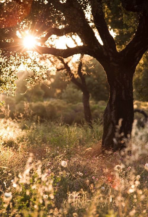 ・. ° ＿＿
                                     *
All events have a purpose. The job in life is to understand the meaning.
                            : Suzanne Somers
#Nature 🌾