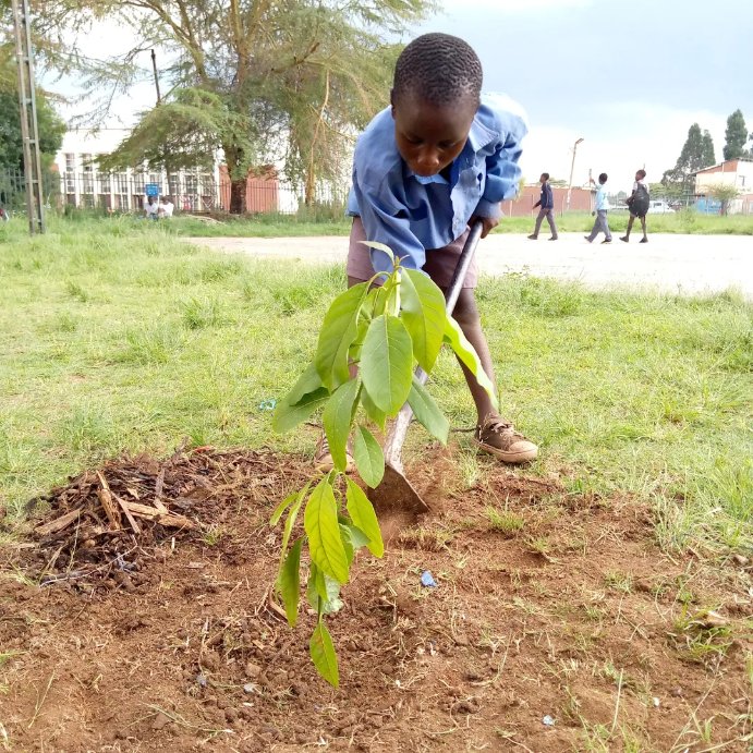 TreeKnowers's tweet image. Tree Planting with @FazilaMahomed3 and @IAMZIMBABWE1 at Nharira Primary School and at Stodart in Mbare. More than a 100 fruit #trees and shade trees were planted 

@LaurettaMaremb1 
@MyTreesTrust 
@mitimasango 
#TreeKnowersAndGrowers

# TreeKnowersAndGrowers