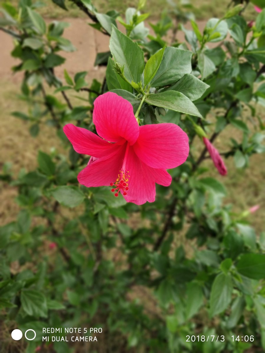 sujayborude's tweet image. Day 3:
My first flower snap on Redmi Note 5 Pro: India&apos;s Camera Beast. This device with premium features and dual-camera setup offered very impressive photos, even in low-light conditions.

#30DaysOfNote 
#XiaomiInsider 
#MiFanIndia 
@RedmiIndia
  
@XiaomiIndia 
@themakeavish