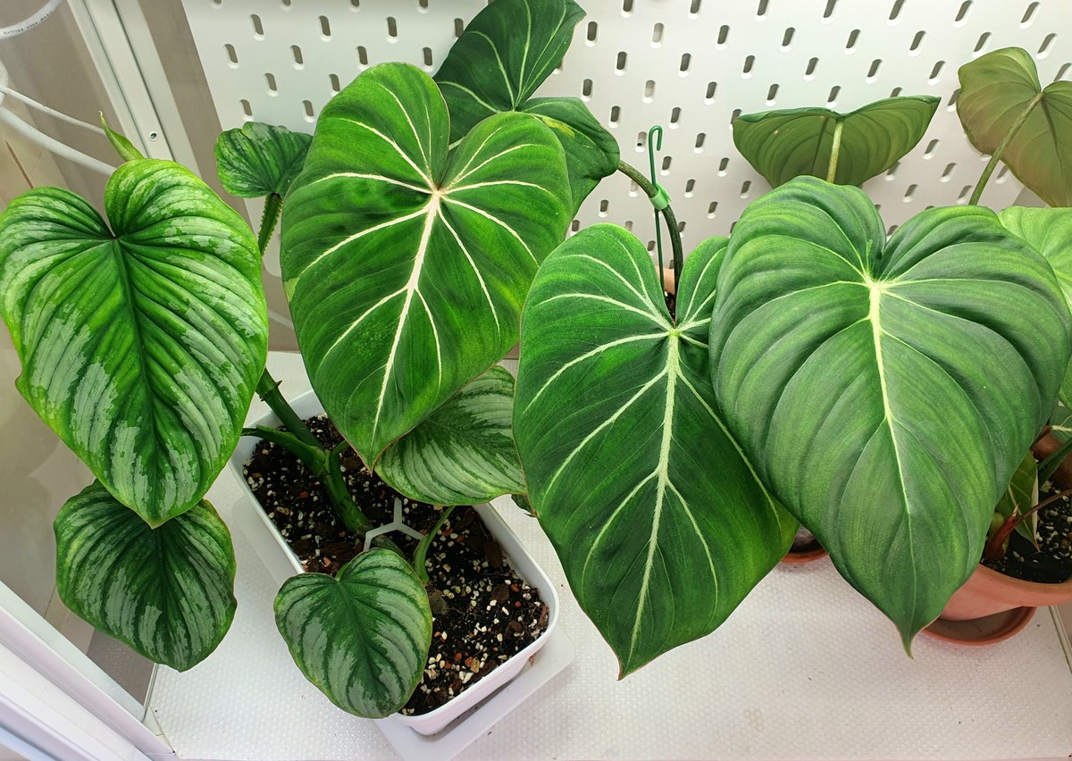 빵떡이들~그림같다😍
곧 온실에서 나와야 할것 같네