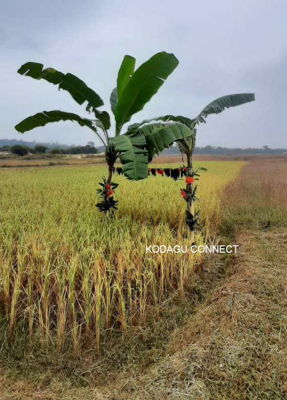 KodaguConnect's tweet photo. All set for #Puthari... 🎆 https://t.co/LWe1nR0ifg