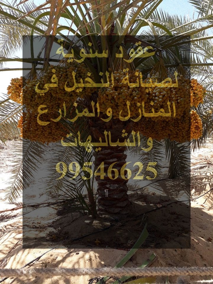 garden_kuwait1's tweet photo. https://t.co/T14qYusdGm